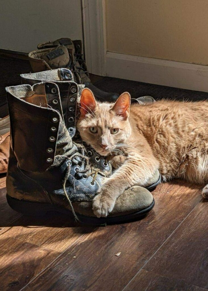 An orange cat laying on a pair of old boots.